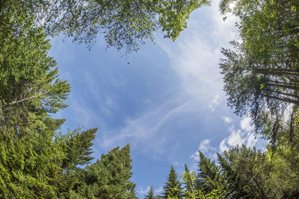Wald als CO2 Speicher | Umwelt | Birrerholz