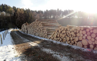 Birrerholz Holzernte