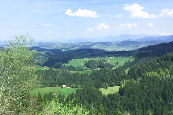 Birrerholz-Schweizer-Wald-Napf